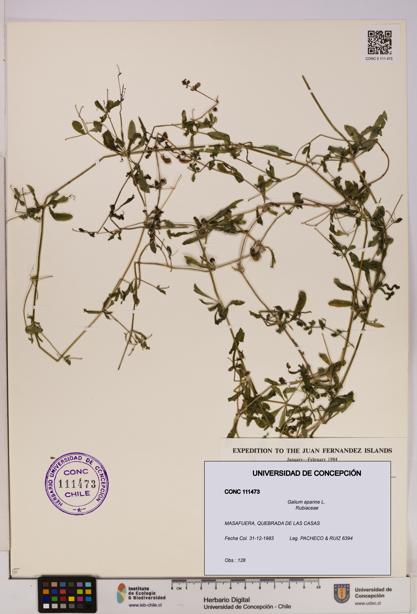 Galium aparine [Espécimen: UDEC:CONC:0111473]