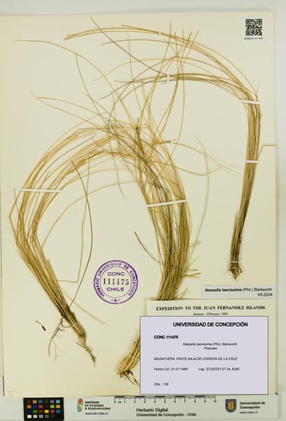 Nassella laevissima [Espécimen: UDEC:CONC:0111475]