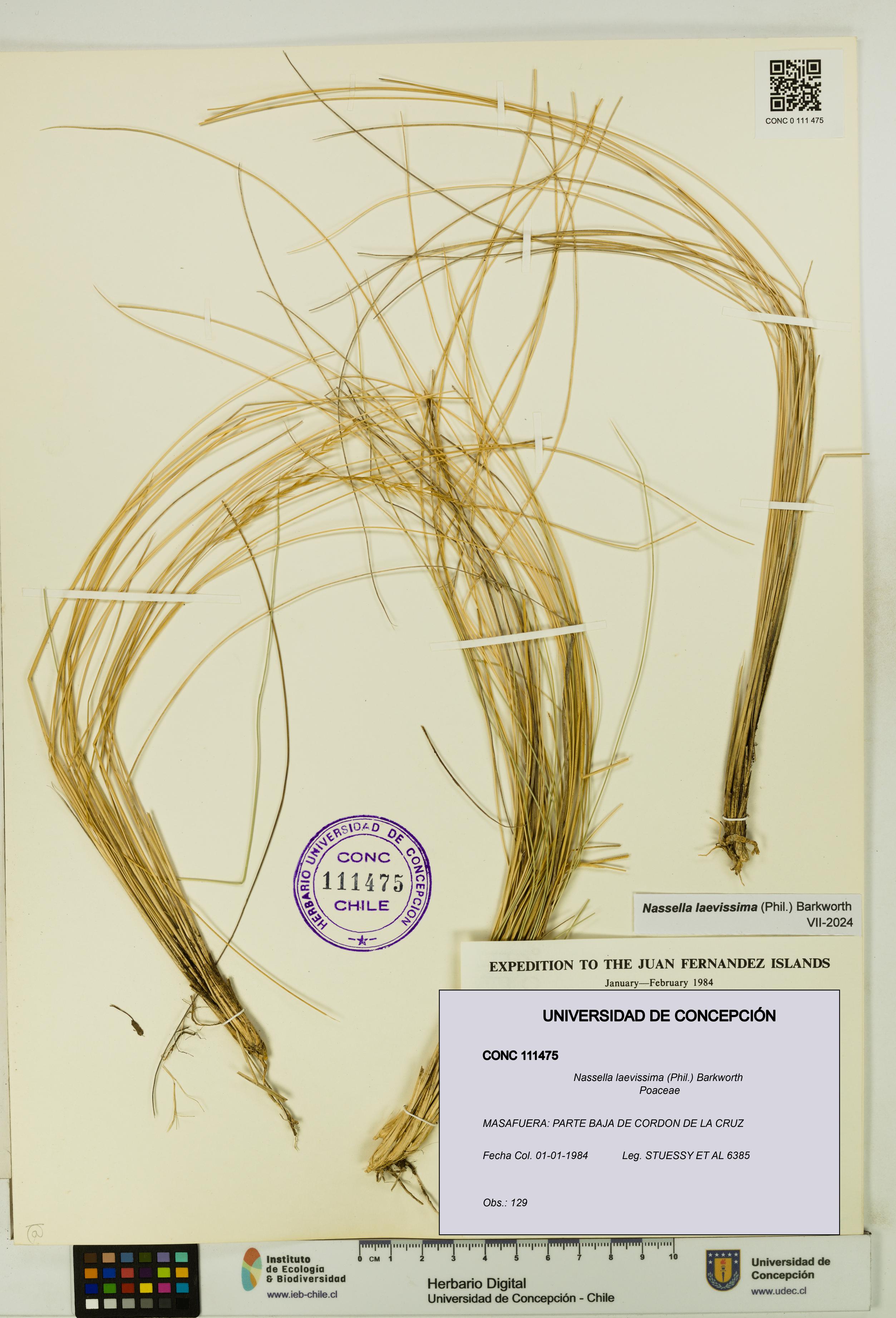 Nassella laevissima [Espécimen: UDEC:CONC:0111475]