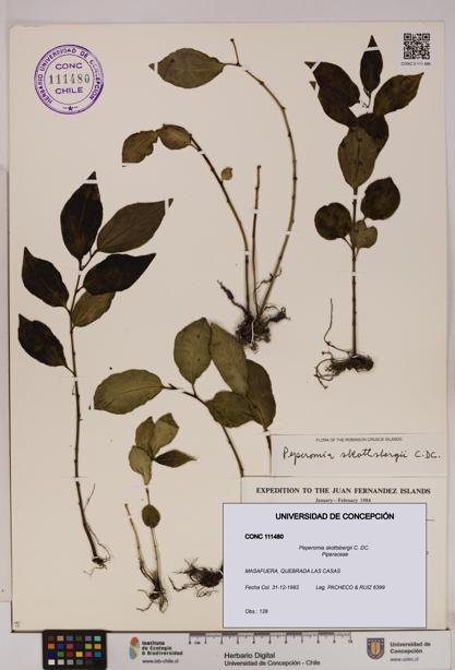 Peperomia skottsbergii [Espécimen: UDEC:CONC:0111480]