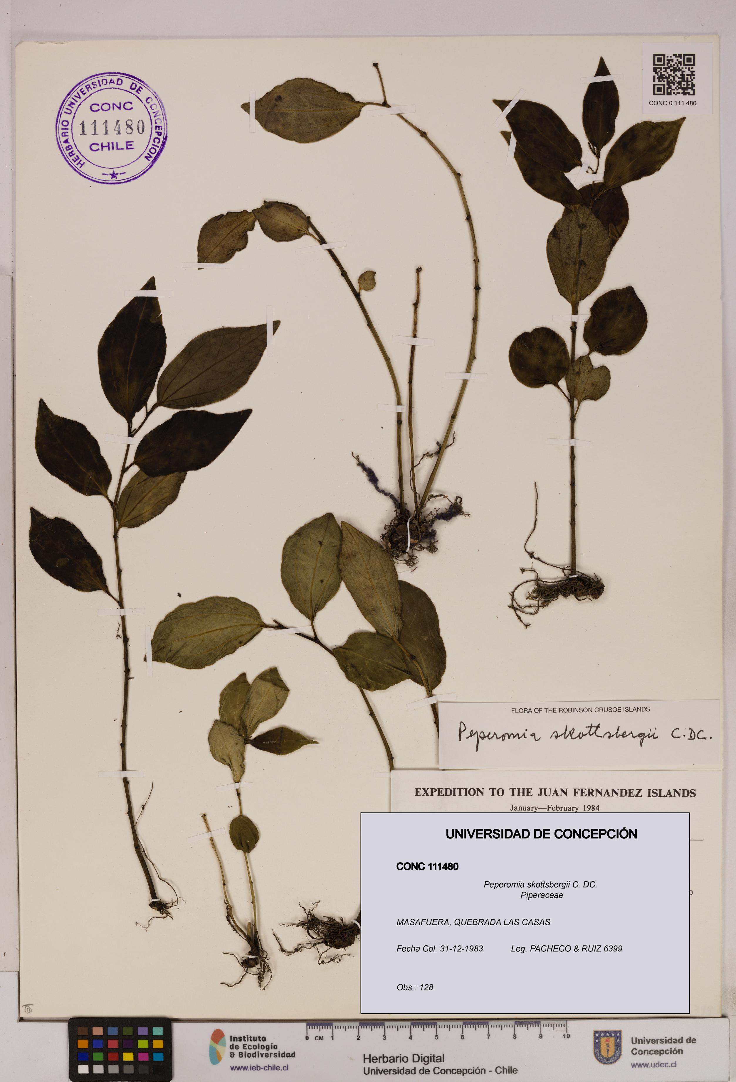 Peperomia skottsbergii [Espécimen: UDEC:CONC:0111480]