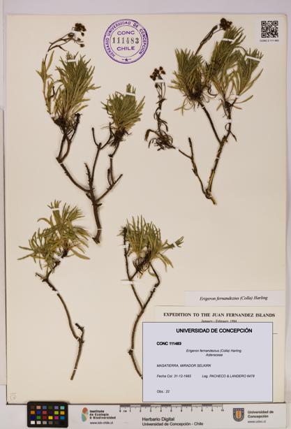 Erigeron fernandezius [Espécimen: UDEC:CONC:0111483]