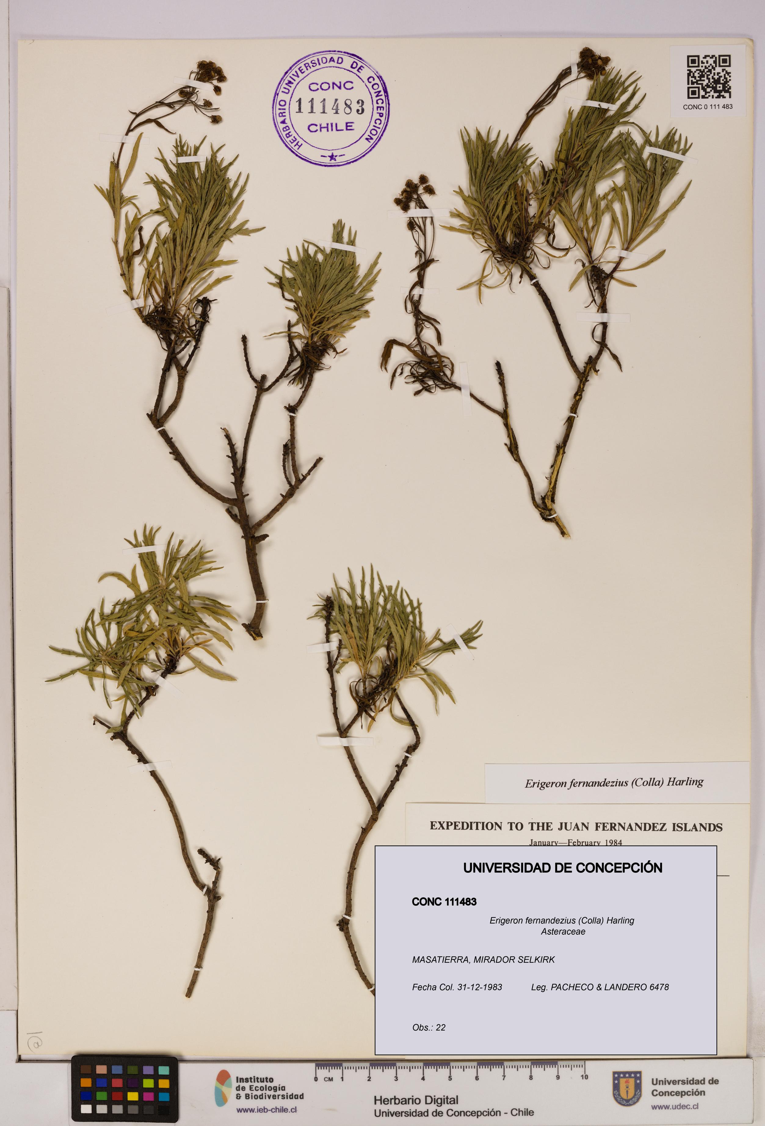 Erigeron fernandezius [Espécimen: UDEC:CONC:0111483]