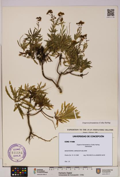 Erigeron fernandezius [Espécimen: UDEC:CONC:0111484]