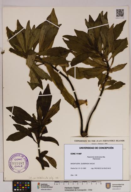 Peperomia berteroana [Espécimen: UDEC:CONC:0111487]