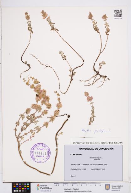 Mentha pulegium [Espécimen: ]
