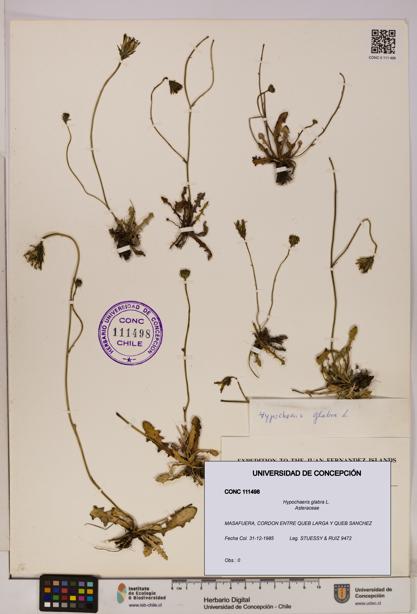 Hypochaeris glabra [Espécimen: UDEC:CONC:0111498]