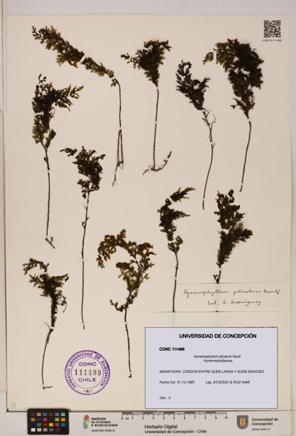 Hymenophyllum plicatum [Espécimen: ]