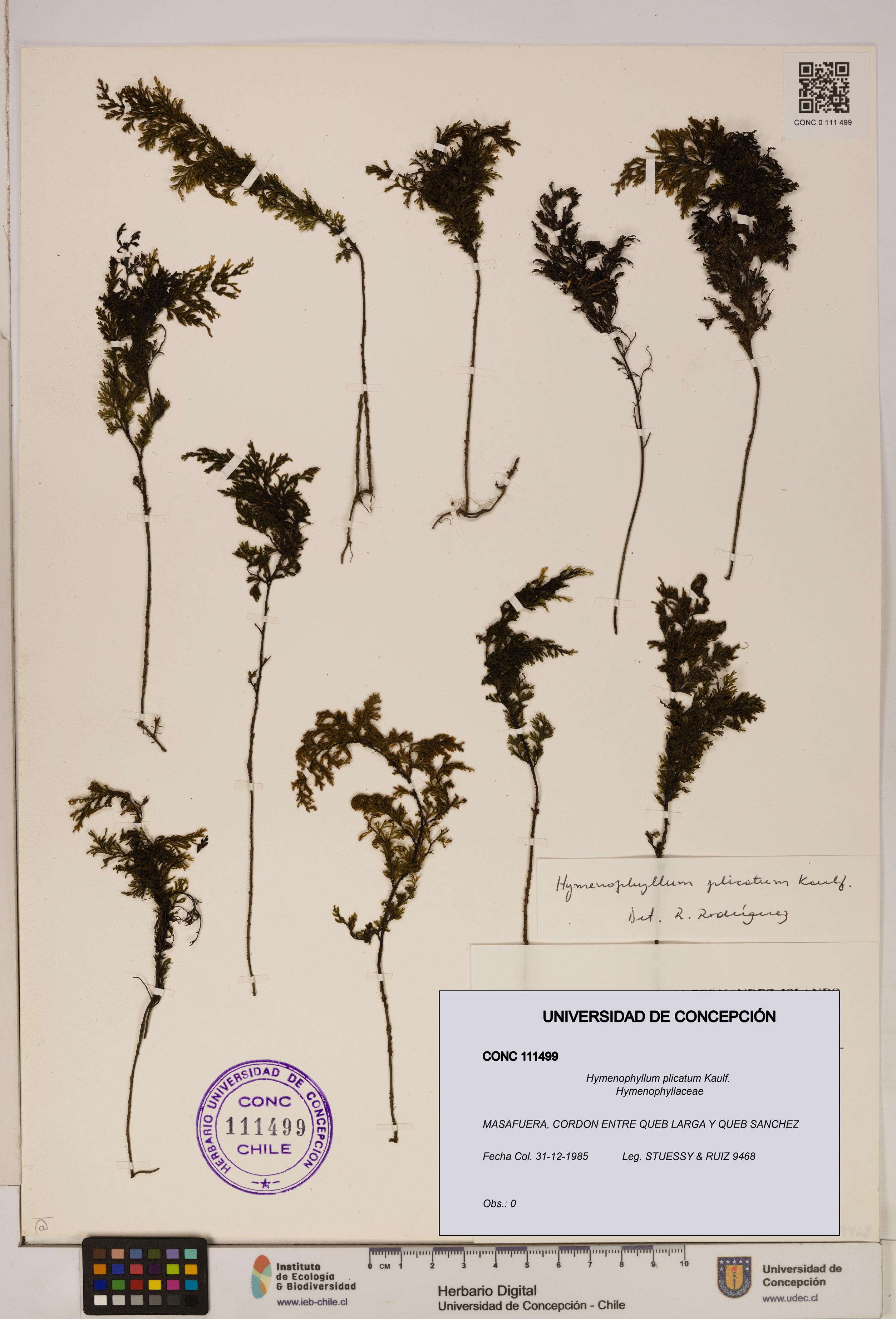 Hymenophyllum plicatum [Espécimen: ]