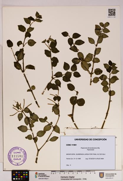 Peperomia fernandeziana [Espécimen: UDEC:CONC:0111501]