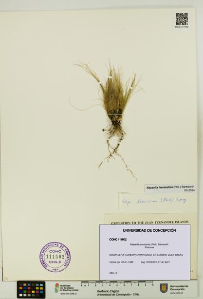 Nassella laevissima [Espécimen: UDEC:CONC:0111502]