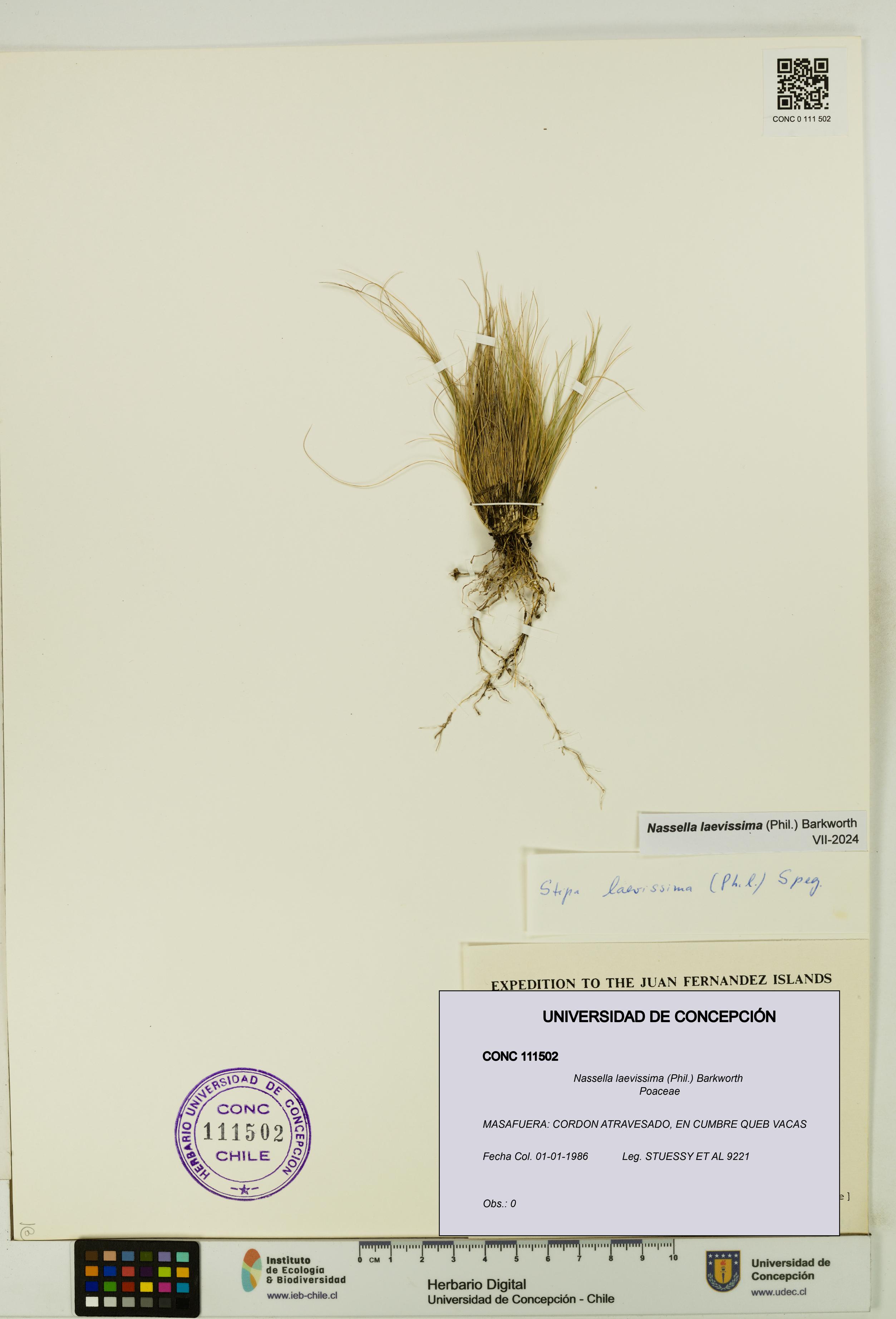 Nassella laevissima [Espécimen: UDEC:CONC:0111502]