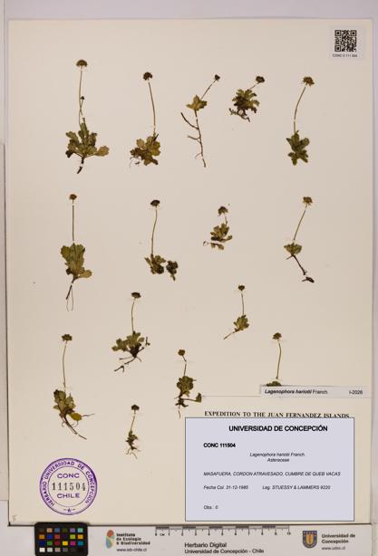 Lagenophora hariotii [Espécimen: ]
