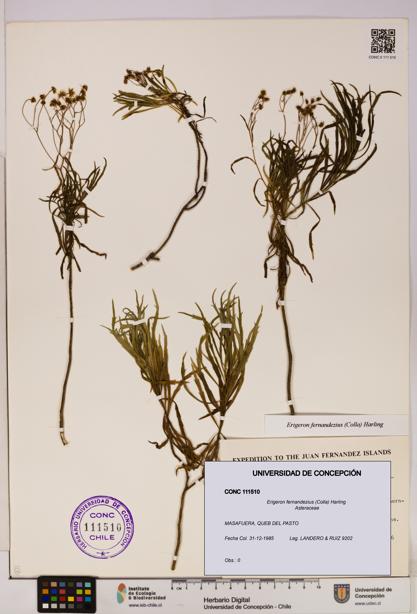 Erigeron fernandezius [Espécimen: UDEC:CONC:0111510]