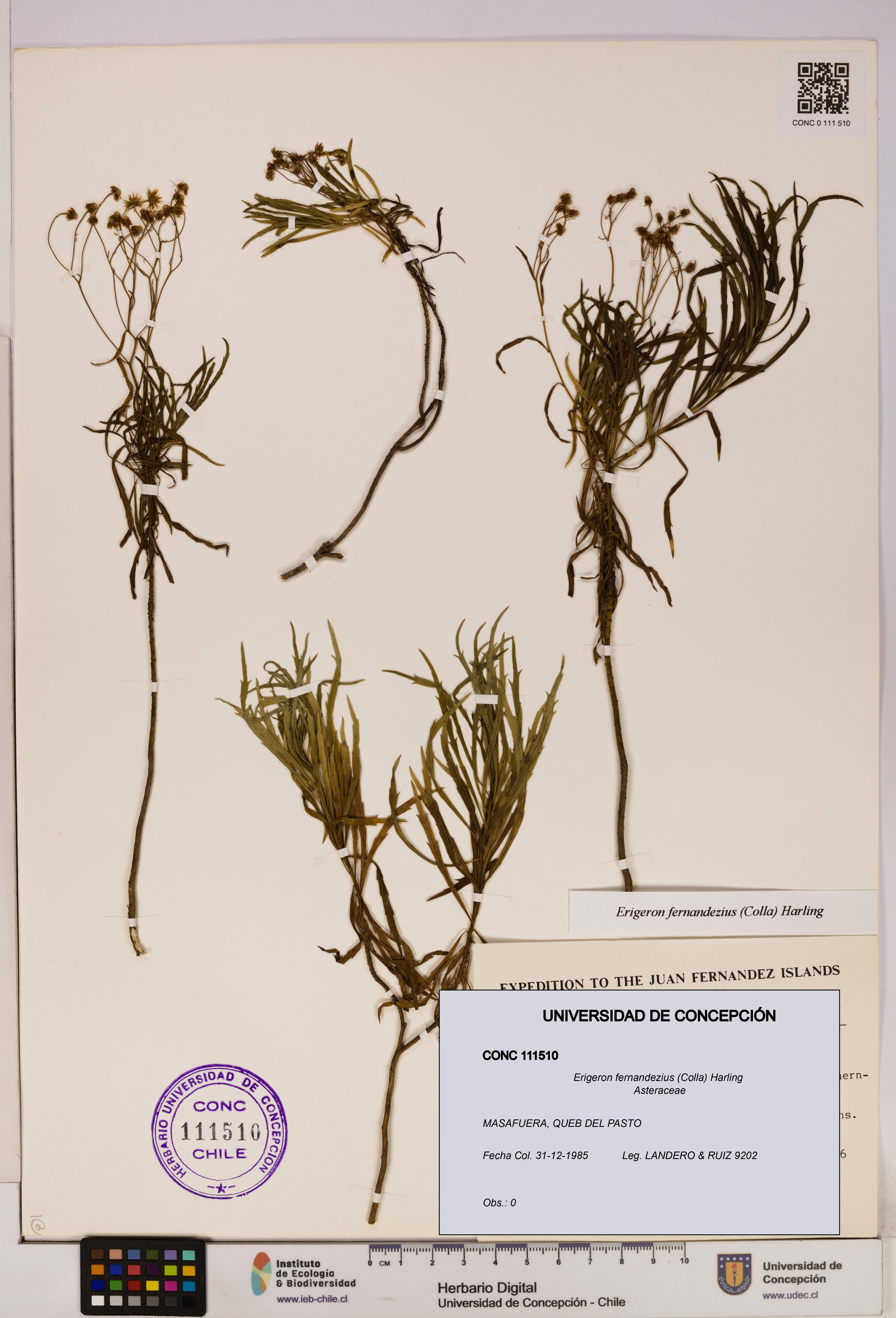 Erigeron fernandezius [Espécimen: UDEC:CONC:0111510]