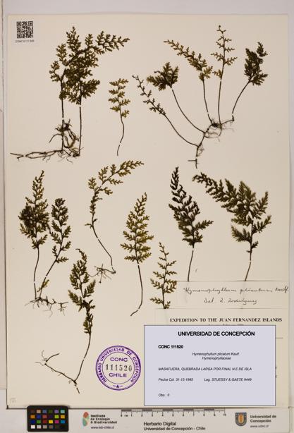 Hymenophyllum plicatum [Espécimen: ]
