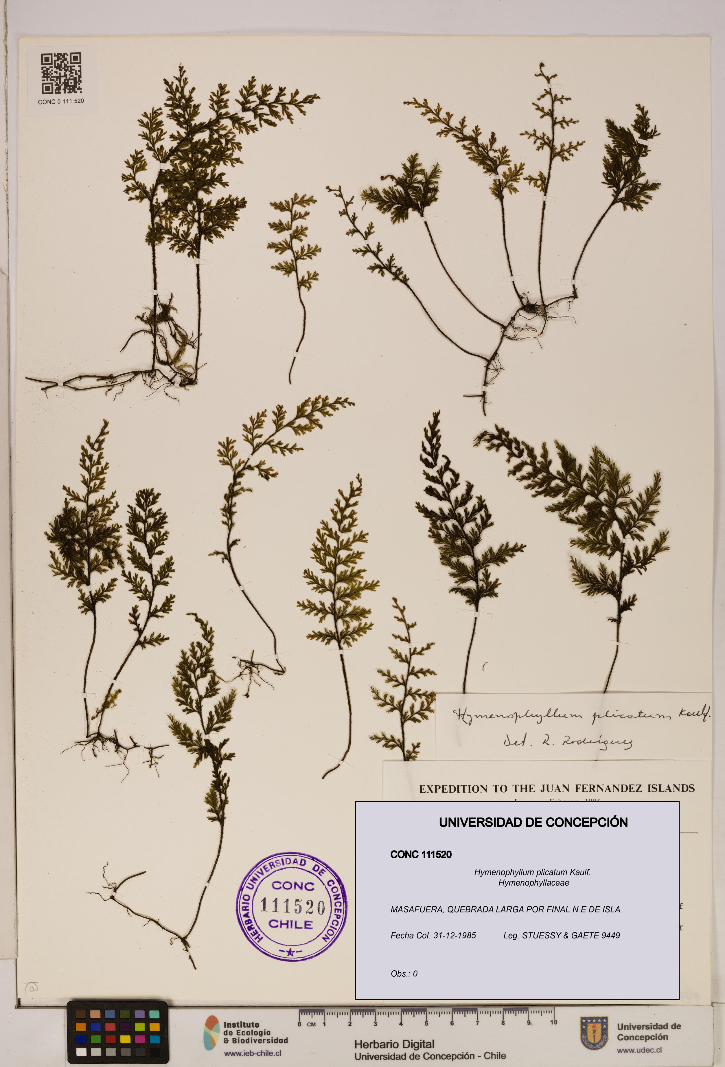 Hymenophyllum plicatum [Espécimen: ]