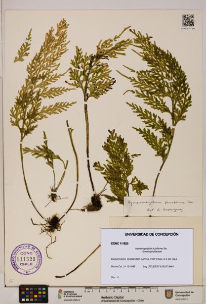 Hymenophyllum fuciforme [Espécimen: UDEC:CONC:0111523]