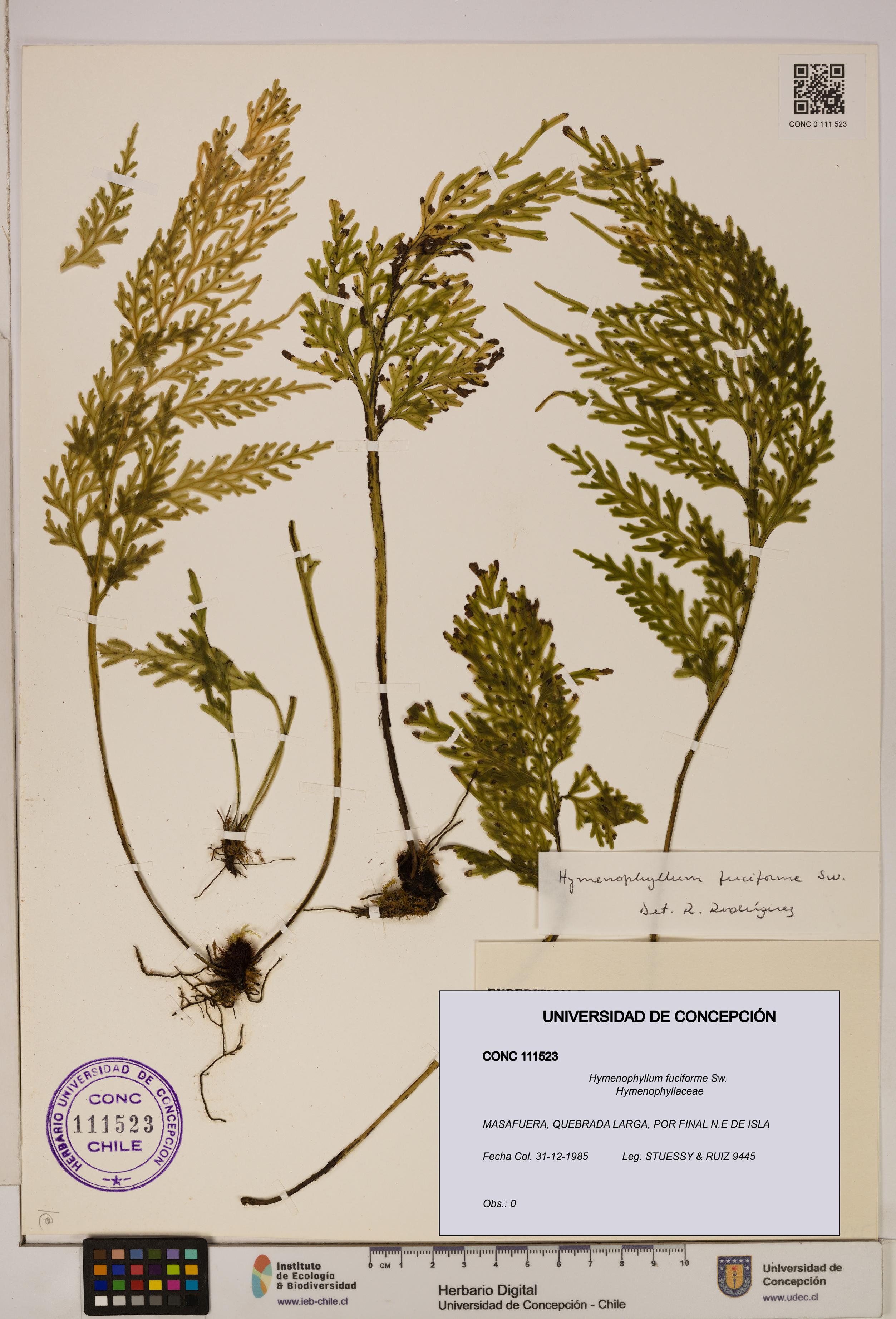 Hymenophyllum fuciforme [Espécimen: UDEC:CONC:0111523]
