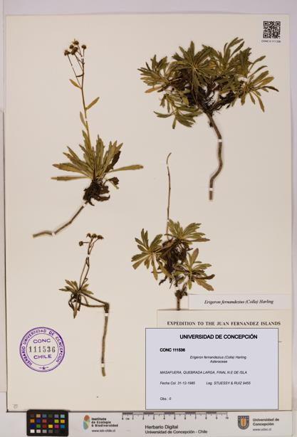 Erigeron fernandezius [Espécimen: UDEC:CONC:0111536]