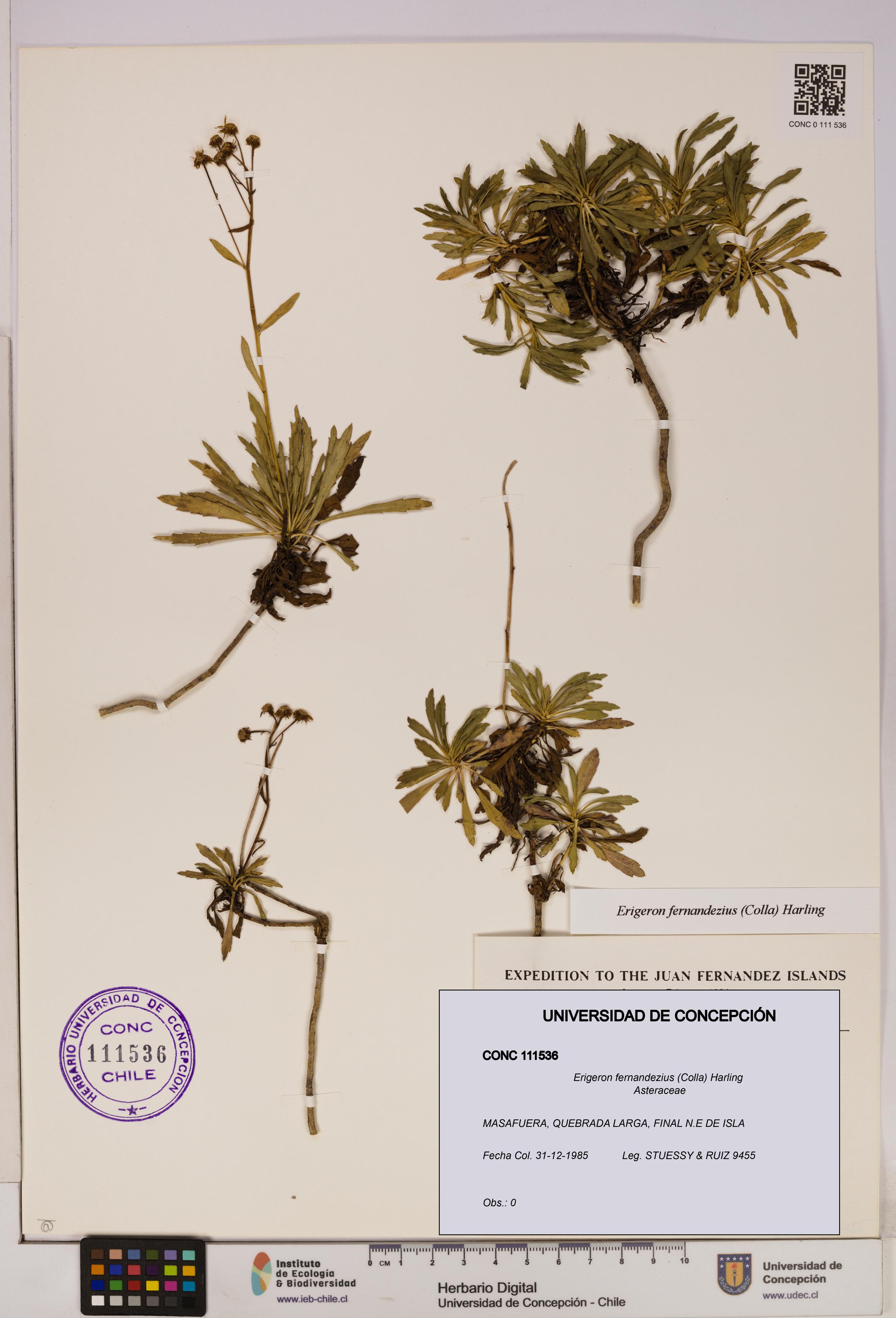 Erigeron fernandezius [Espécimen: UDEC:CONC:0111536]
