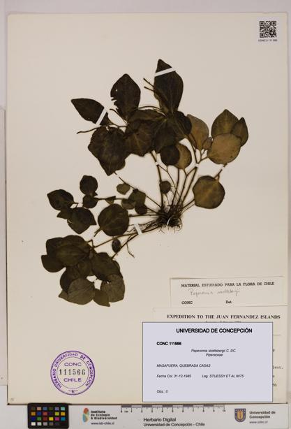 Peperomia skottsbergii [Espécimen: UDEC:CONC:0111566]