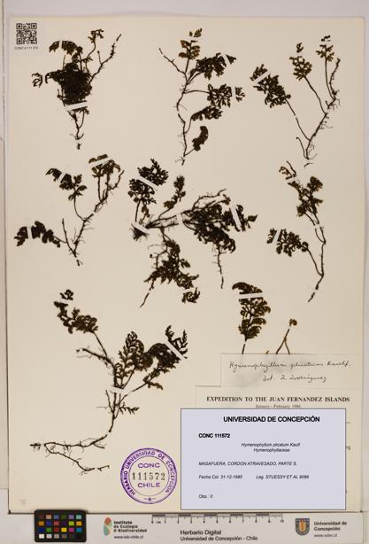 Hymenophyllum plicatum [Espécimen: ]