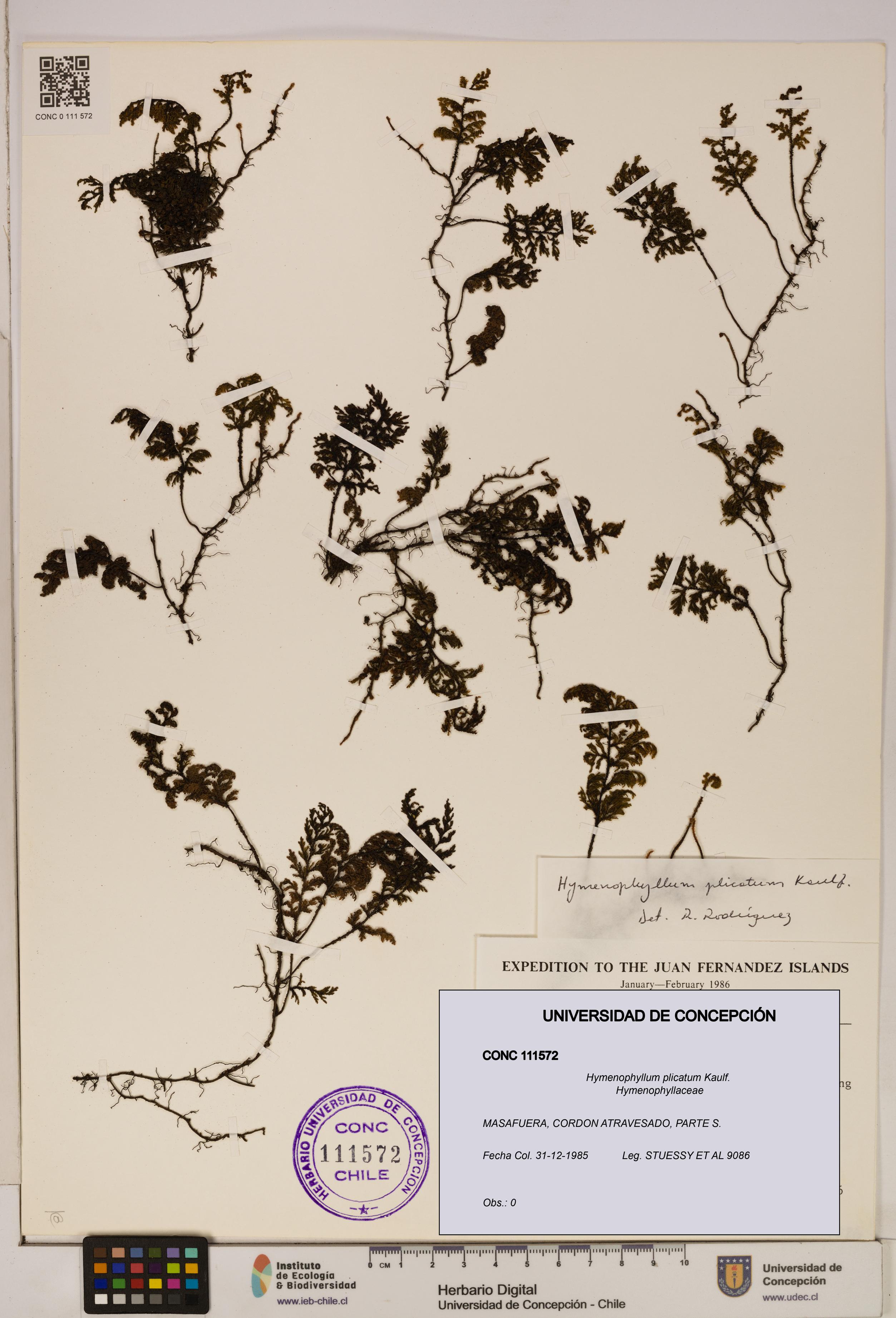 Hymenophyllum plicatum [Espécimen: ]