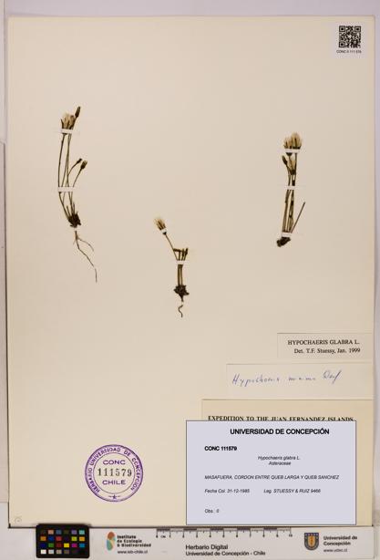 Hypochaeris glabra [Espécimen: UDEC:CONC:0111579]