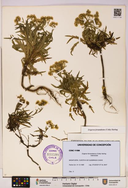 Erigeron fernandezius [Espécimen: UDEC:CONC:0111598]