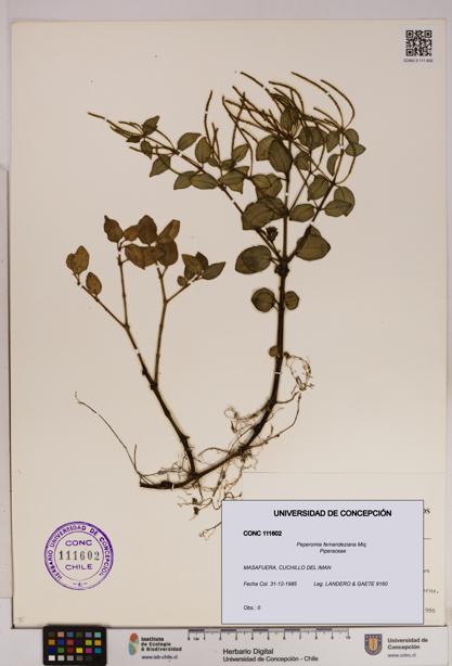 Peperomia fernandeziana [Espécimen: UDEC:CONC:0111602]