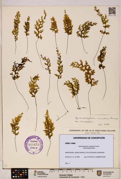 Hymenophyllum cuneatum [Espécimen: UDEC:CONC:0111624]