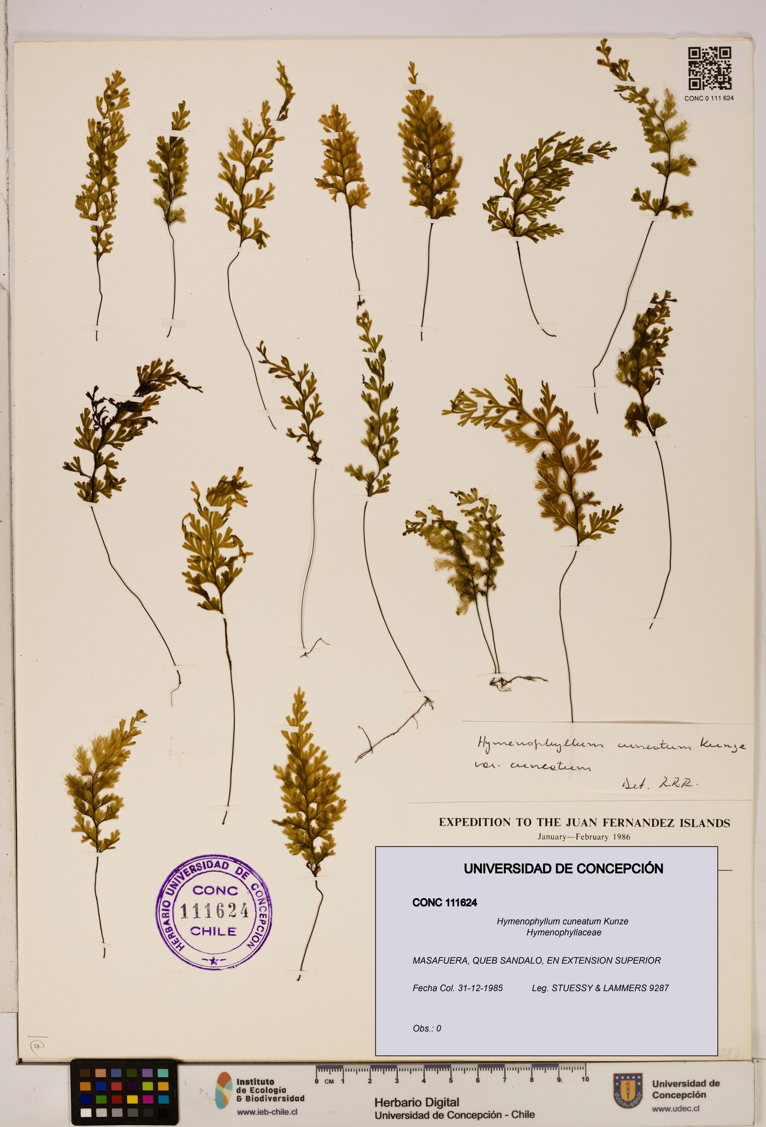 Hymenophyllum cuneatum [Espécimen: UDEC:CONC:0111624]