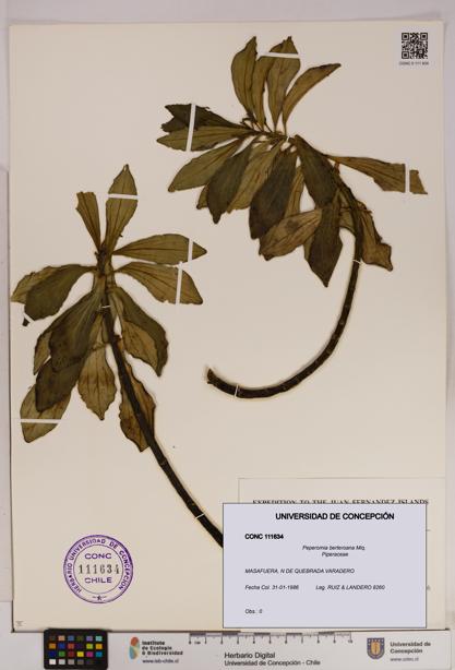 Peperomia berteroana [Espécimen: UDEC:CONC:0111634]