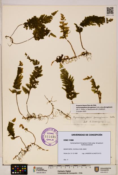Hymenophyllum ferrugineum [Espécimen: UDEC:CONC:0111638]