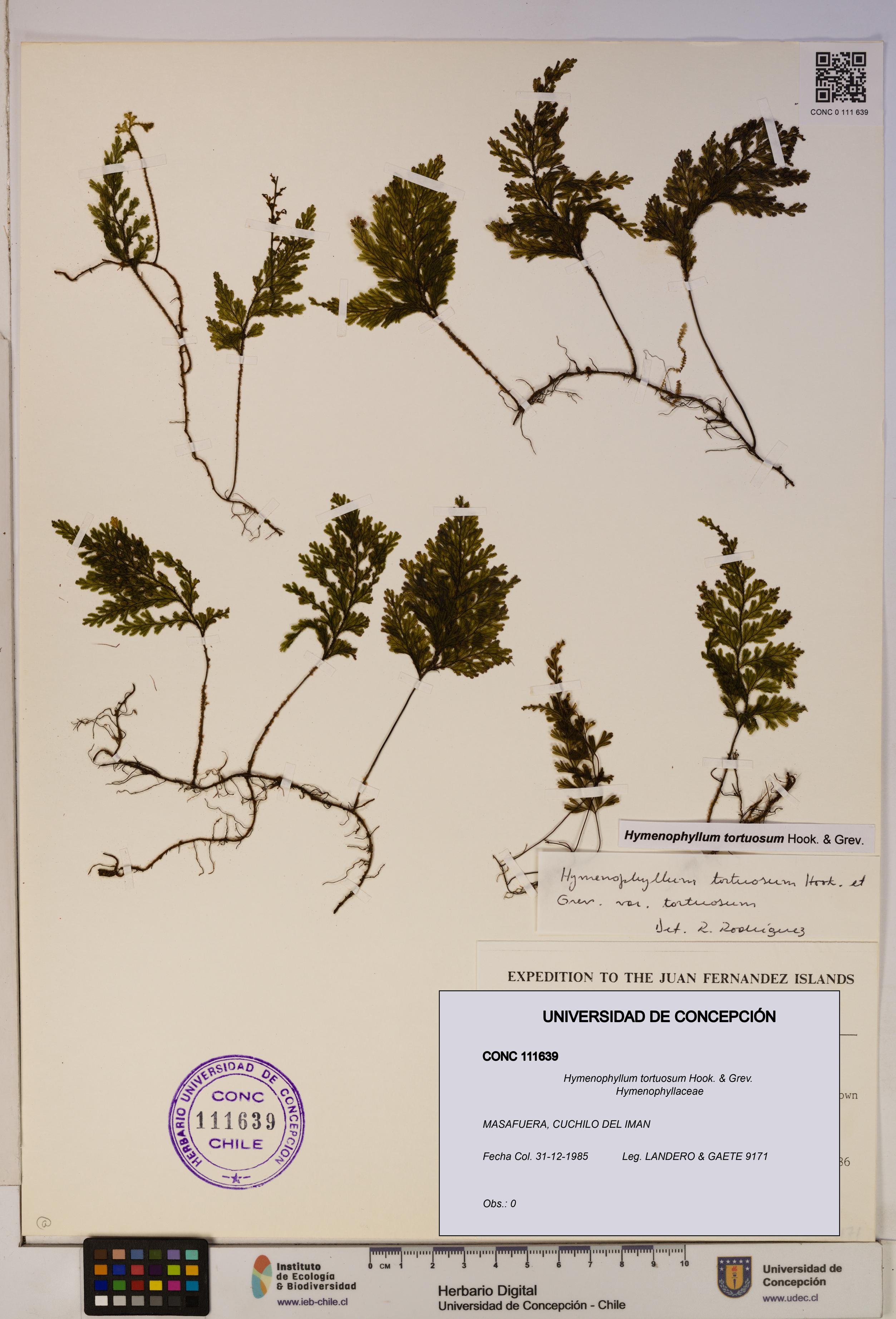 Hymenophyllum tortuosum [Espécimen: ]