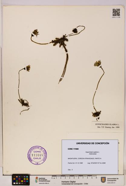 Hypochaeris glabra [Espécimen: UDEC:CONC:0111648]