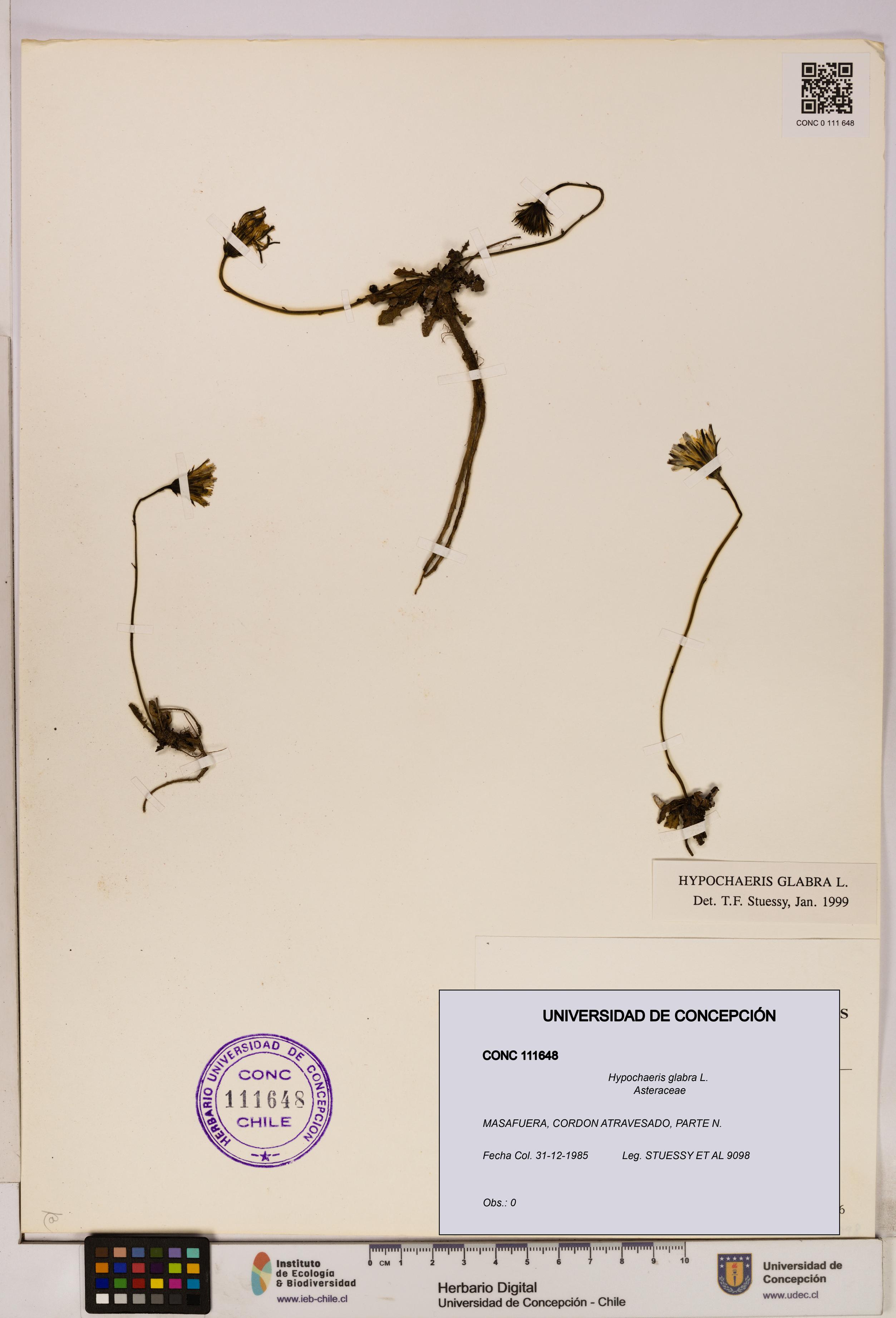 Hypochaeris glabra [Espécimen: UDEC:CONC:0111648]