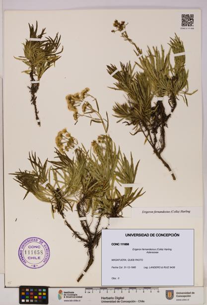 Erigeron fernandezius [Espécimen: UDEC:CONC:0111658]