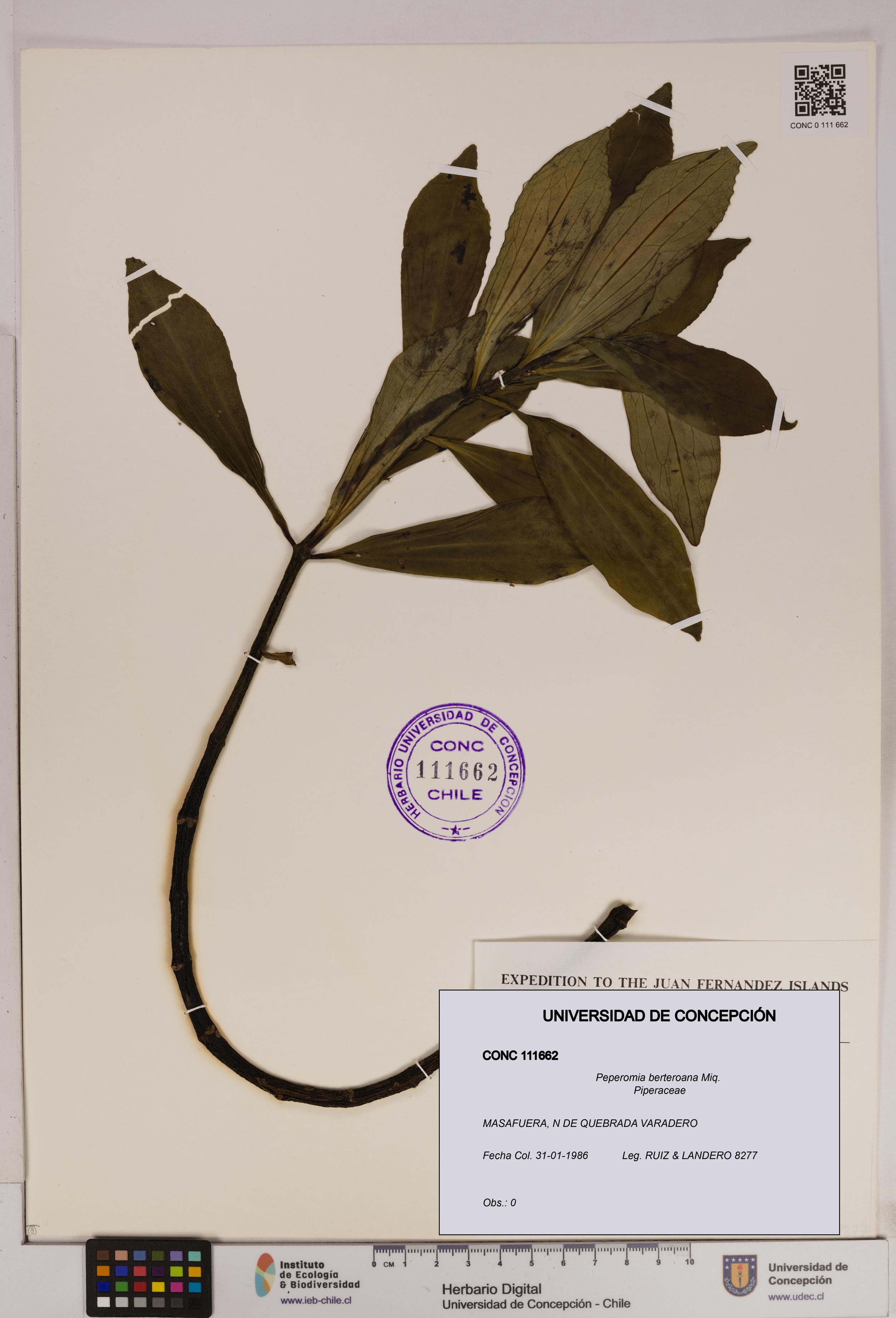 Peperomia berteroana [Espécimen: UDEC:CONC:0111662]