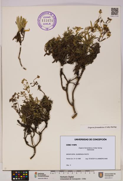 Erigeron fernandezius [Espécimen: UDEC:CONC:0111670]