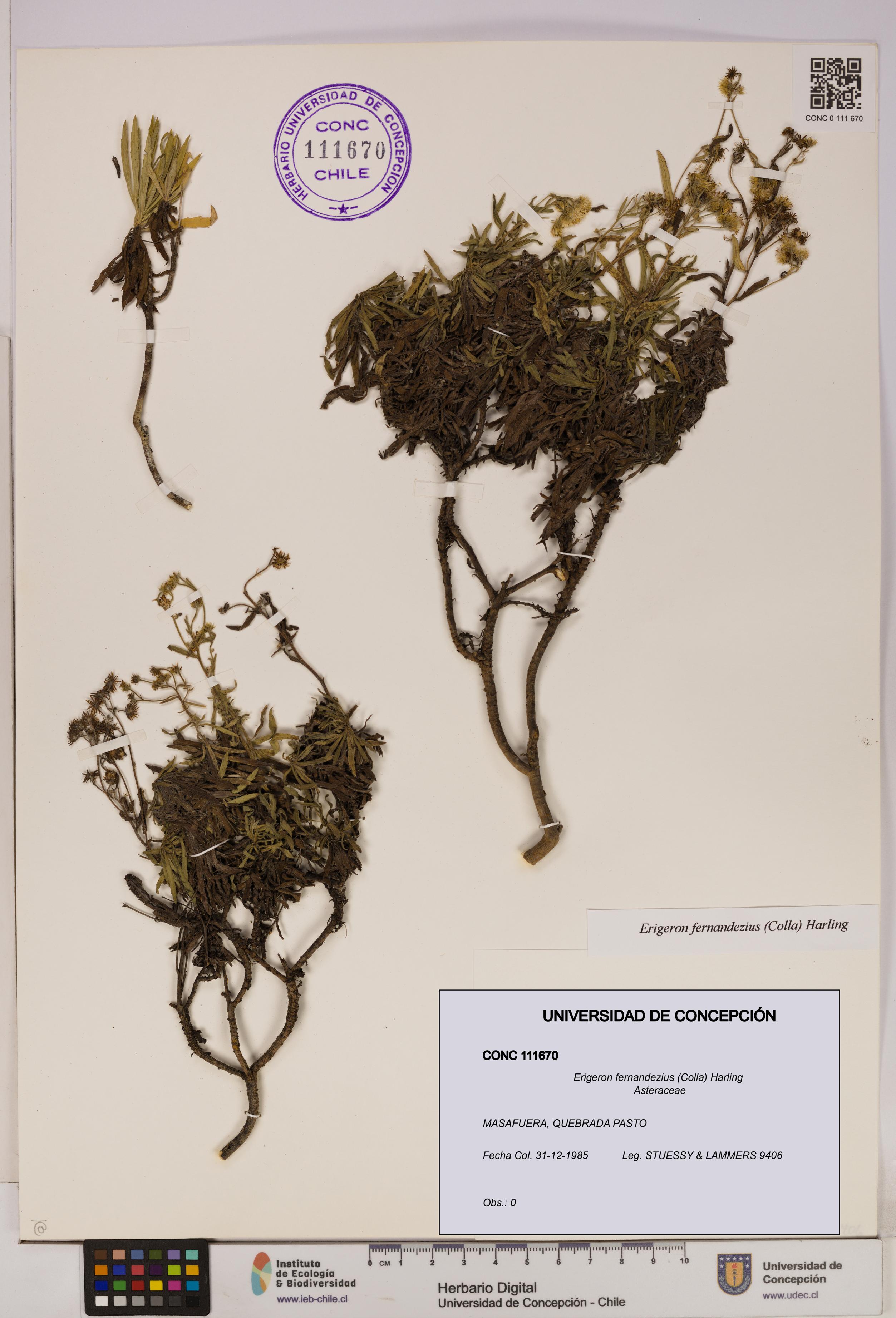 Erigeron fernandezius [Espécimen: UDEC:CONC:0111670]