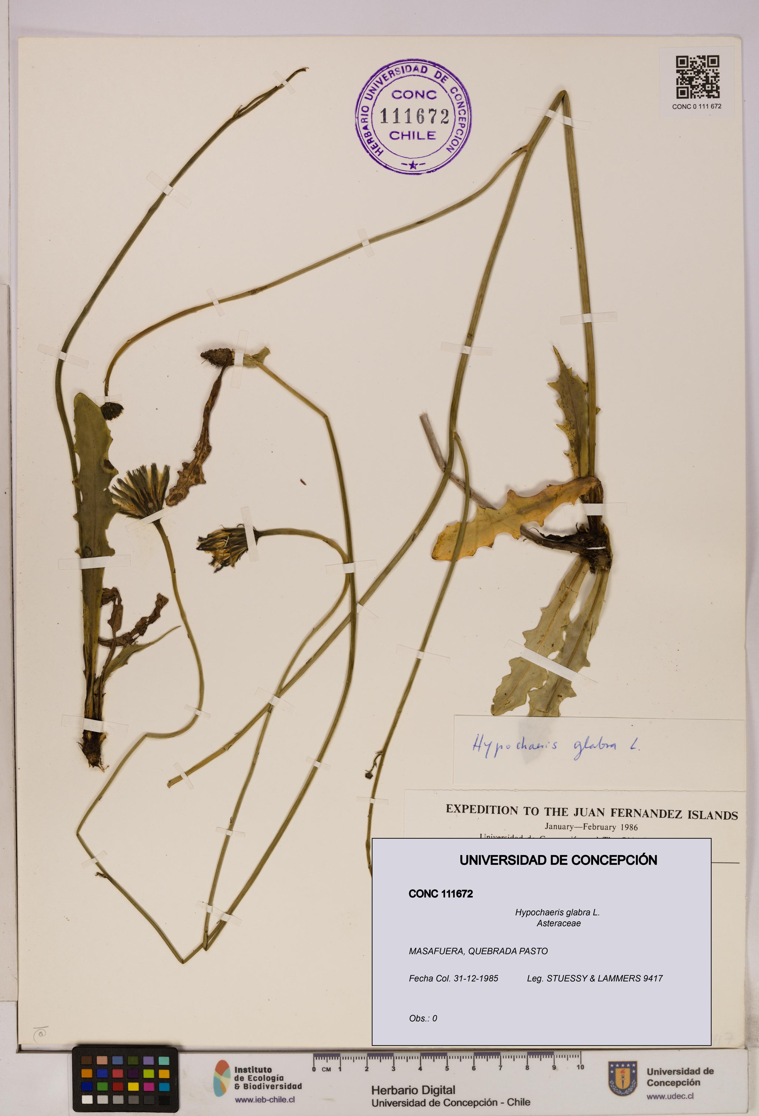 Hypochaeris glabra [Espécimen: UDEC:CONC:0111672]