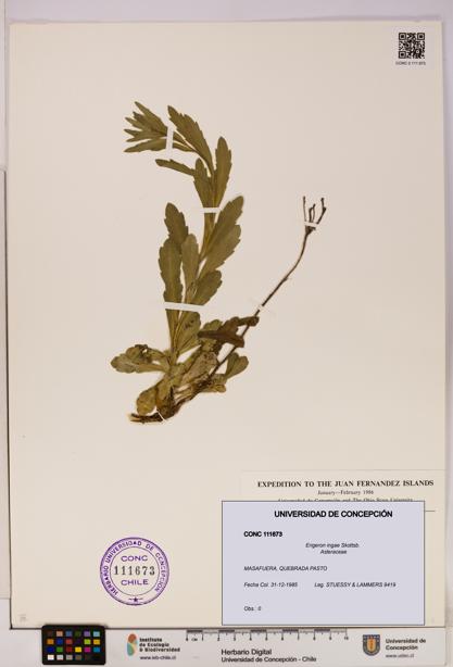 Erigeron ingae [Espécimen: UDEC:CONC:0111673]