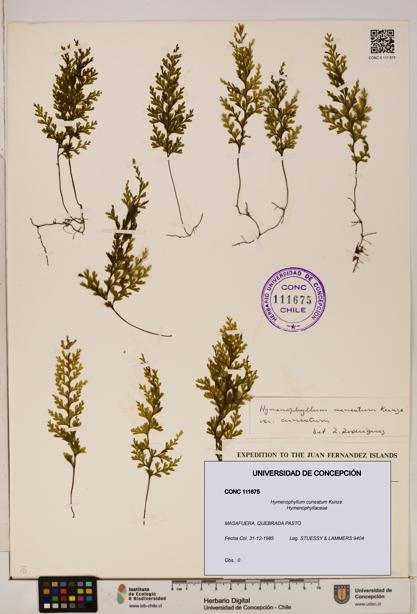 Hymenophyllum cuneatum [Espécimen: UDEC:CONC:0111675]