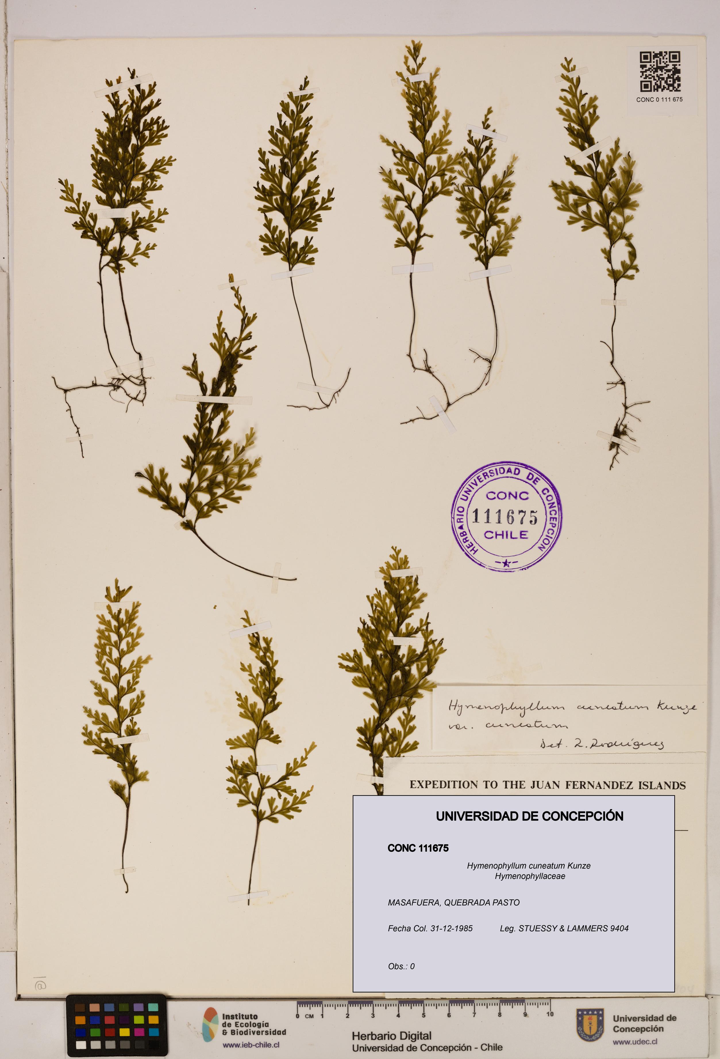 Hymenophyllum cuneatum [Espécimen: UDEC:CONC:0111675]