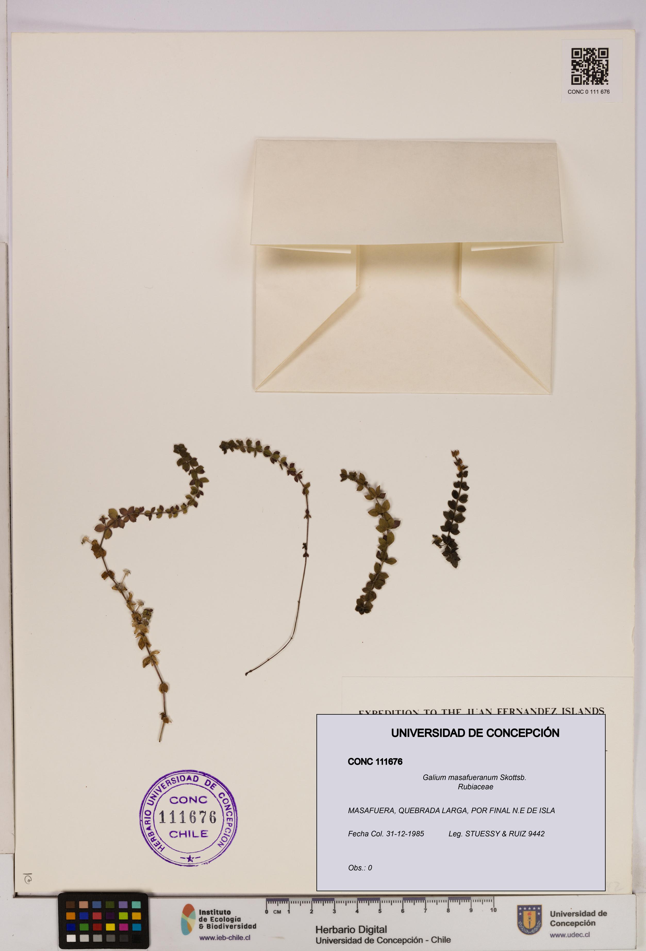 Galium masafueranum [Espécimen: UDEC:CONC:0111676]