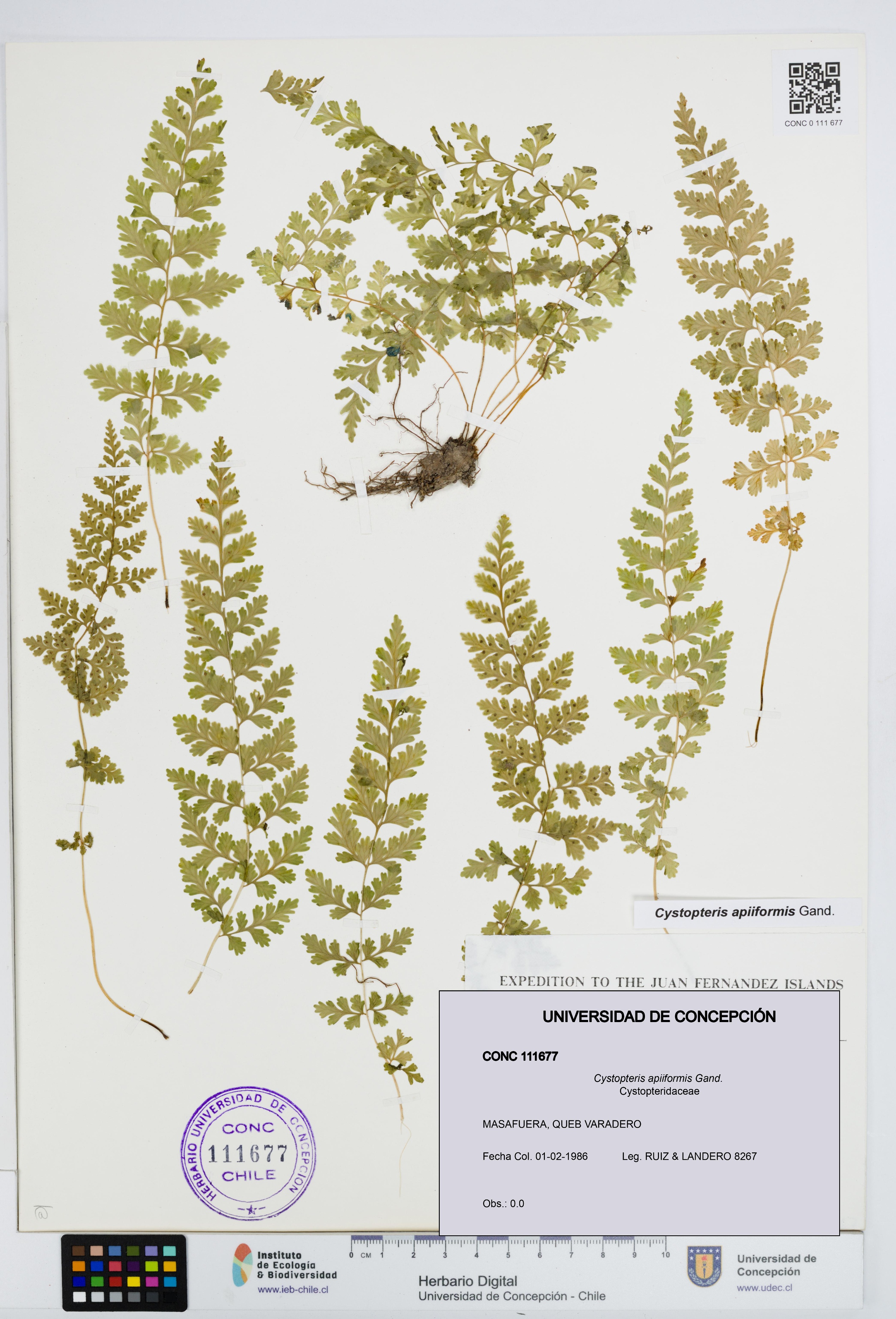 Cystopteris apiiformis [Espécimen: UDEC:CONC:0111677]