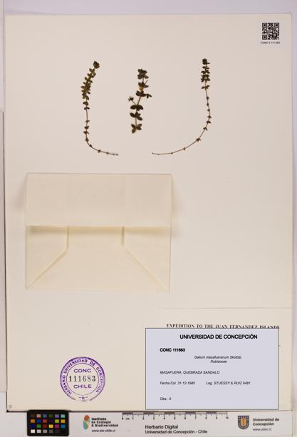 Galium masafueranum [Espécimen: UDEC:CONC:0111683]