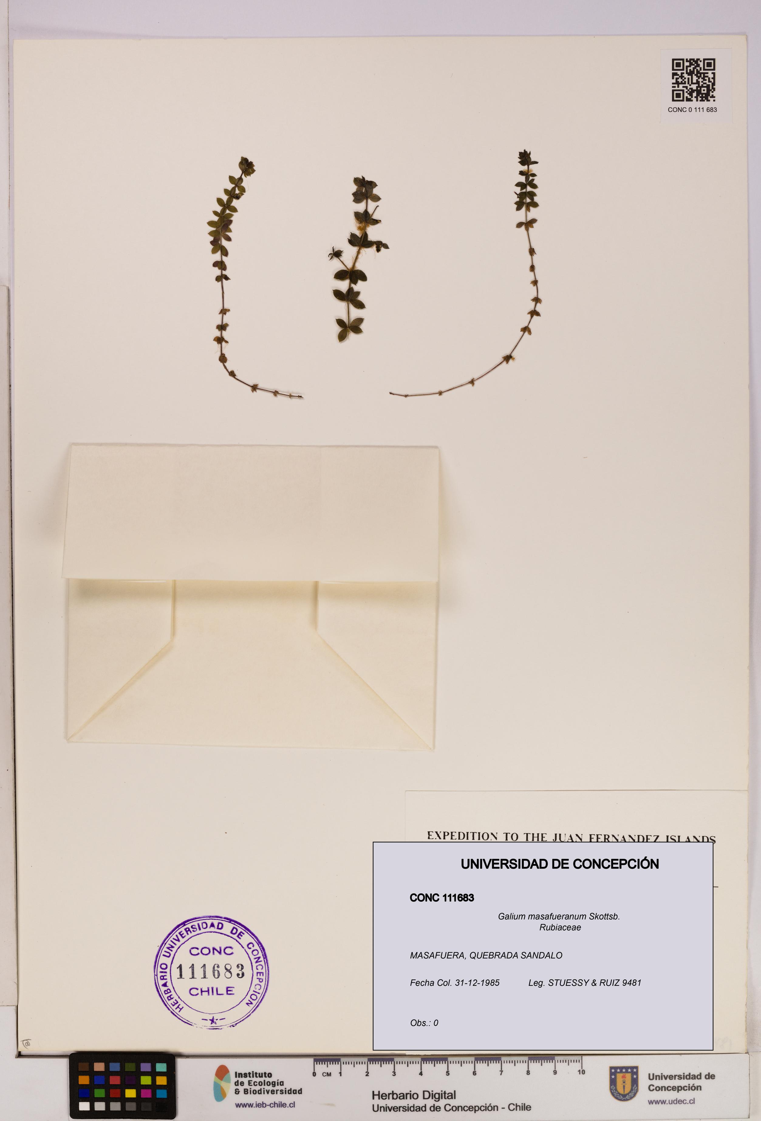 Galium masafueranum [Espécimen: UDEC:CONC:0111683]